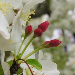 Malus 'Henningi' (Henning Crabapple), bud, flower