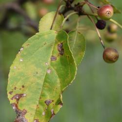Malus 'Donald Wyman' (Donald Wyman Crabapple), leaf, summer