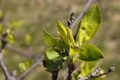 Malus 'Donald Wyman' (Donald Wyman Crabapple), leaf, spring