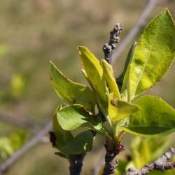 Malus 'Donald Wyman' (Donald Wyman Crabapple), leaf, spring
