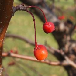 Malus 'Henry Ross' (Henry Ross Crabapple), fruit, mature