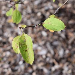 Malus 'Donald Wyman' (Donald Wyman Crabapple), leaf, fall