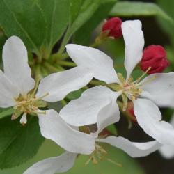 Malus 'Jewelberry' (Jewelberry Crabapple), flower, throat