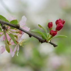 Malus 'Jewelberry' (Jewelberry Crabapple), bud, flower