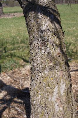 Malus 'Liset' (Liset Crabapple), bark, trunk