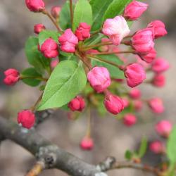 Malus 'Mary Potter' (Mary Potter Crabapple), bud, flower