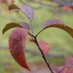 Malus 'Orange Crush' (Orange Crush Crabapple), leaf, fall
