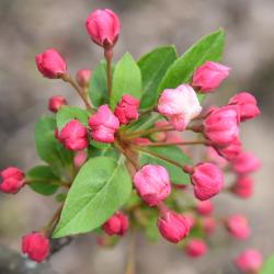 Malus 'Mary Potter' (Mary Potter Crabapple), bud, flower