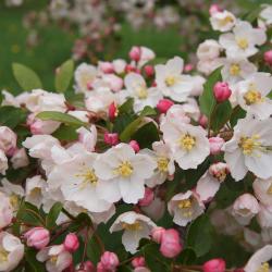 Malus 'Mary Potter' (Mary Potter Crabapple), inflorescence