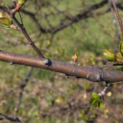 Malus 'Mary Potter' (Mary Potter Crabapple), bark, branch