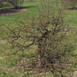 Malus 'Mary Potter' (Mary Potter Crabapple), habit, spring