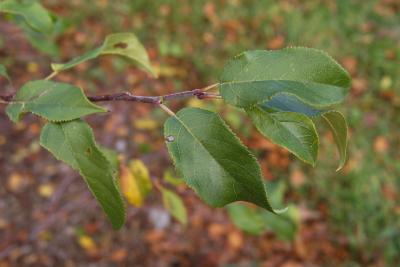 Malus 'Louisa' (Louisa Weeping Crabapple), leaf, upper surface