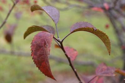 Malus 'Orange Crush' (Orange Crush Crabapple), leaf, fall