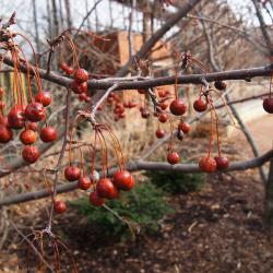 Malus 'Red Jewel' (Red Jewel Crabapple), infructescence