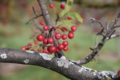 Malus 'Red Peacock' (Red Peacock Crabapple), infructescence