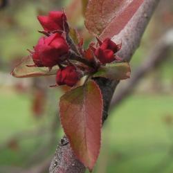 Malus 'Ruby Luster' (Ruby Luster Crabapple), bud, flower