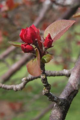 Malus 'Ruby Luster' (Ruby Luster Crabapple), bud, flower