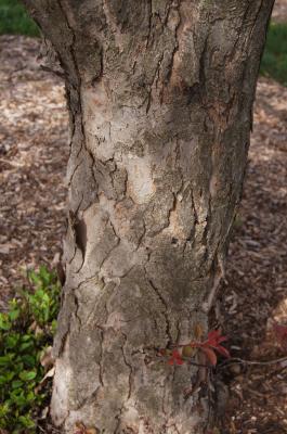 Malus 'Selkirk' (Selkirk Crabapple), bark, trunk