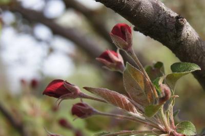 Malus 'Rejzam' (REJOICE™ Crabapple), bud, flower