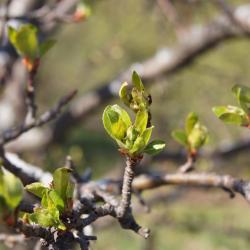 Malus 'Ralph Shay' (Ralph Shay Crabapple), leaf, spring