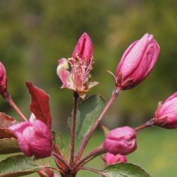 Malus 'Selkirk' (Selkirk Crabapple), bud, flower