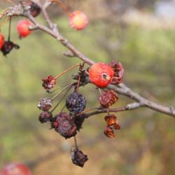 Malus 'Redbird' (Redbird Crabapple), fruit, mature