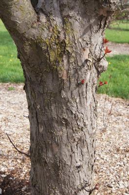 Malus 'Ruby Luster' (Ruby Luster Crabapple), bark, trunk