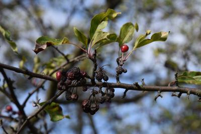 Malus ×zumi 'Wooster' (Wooster Zumi Crabapple), fruit, mature