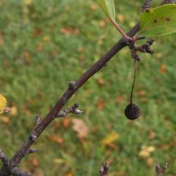 Malus ×zumi 'Wooster' (Wooster Zumi Crabapple), bark, twig