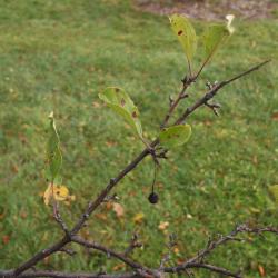 Malus ×zumi 'Wooster' (Wooster Zumi Crabapple), leaf, fall
