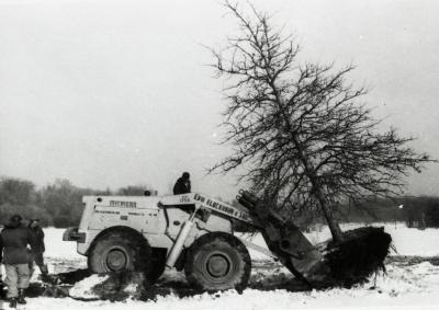 Kluckhohn tree mover moving large pin oak when Route 53 was made four lanes
