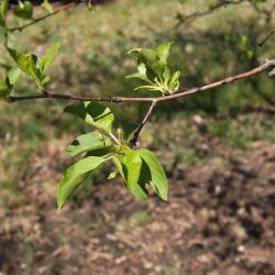 Malus baccata var. jackii (Jack Siberian Crabapple), leaf, spring