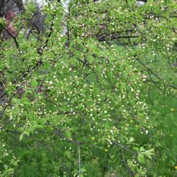 Malus baccata var. jackii (Jack Siberian Crabapple), bud, flower
