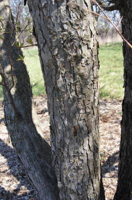Malus baccata 'Gracilis' (Dwarf Siberian Crabapple), bark, mature