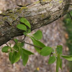Malus baccata var. jackii (Jack Siberian Crabapple), leaf, spring