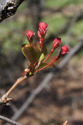Malus baccata (Siberian Crabapple), bud, flower
