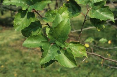 Malus coronaria (Wild Sweet Crabapple), leaf, summer