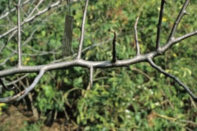 Malus coronaria (Wild Sweet Crabapple), bark, twig