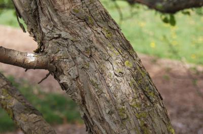 Malus baccata var. jackii (Jack Siberian Crabapple), bark, trunk