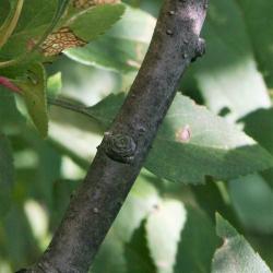 Malus floribunda (Japanese Flowering Crabapple), bark, twig