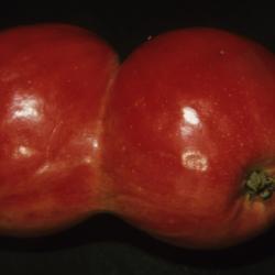 Malus pumila (Common Apple), fruit, double