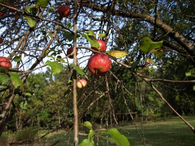 Malus pumila (Common Apple), fruit, mature