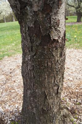 Malus tschonoskii (Pillar Crabapple), bark, trunk