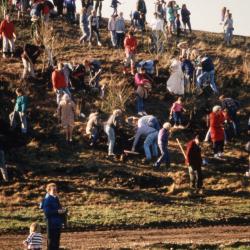 View of crowd planting trees from bottom of berm toward top during Earth Day celebration and berm planting