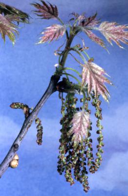 Quercus rubra (northern red oak), twig in bloom