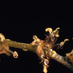 Quercus rubra (northern red oak), catkins detail