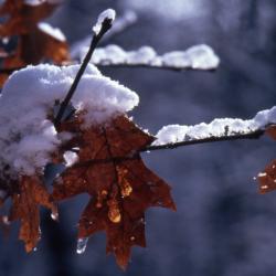 Quercus rubra (northern red oak), snow-covered twig and leaves