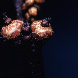 Quercus rubra (northern red oak), immature acorn cups detail