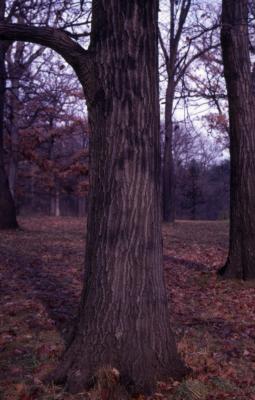 Quercus rubra (northern red oak), tree trunk and bark