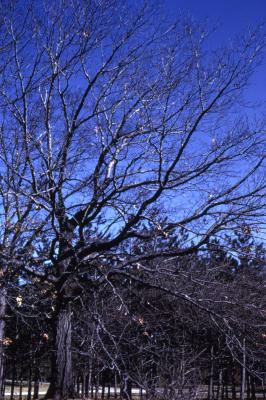Quercus rubra (northern red oak), habit, spring